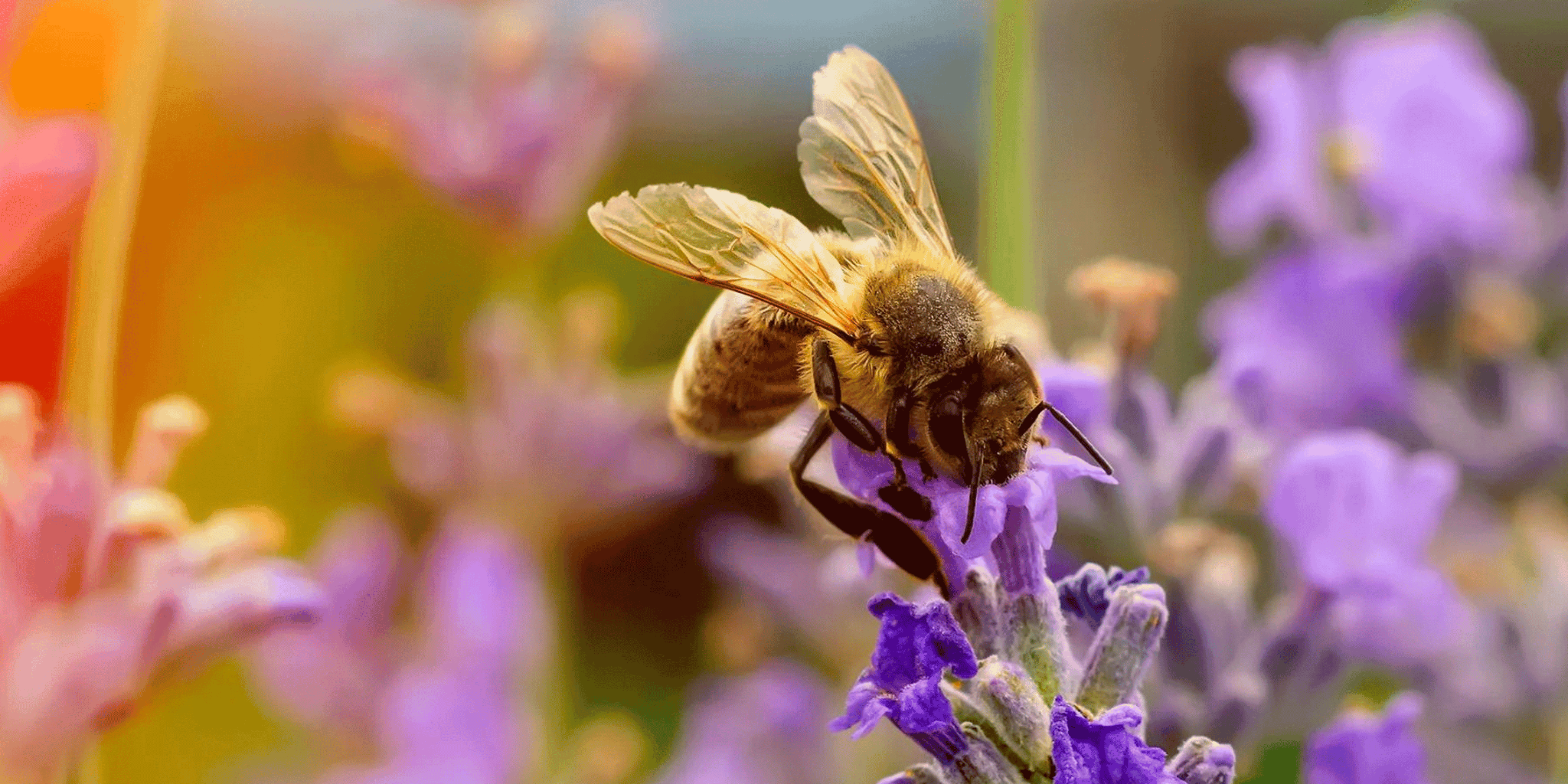 Are Your Essential Oils Pure and Natural? – Bellini's Skin and