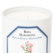 's Carrière Frères Rosa Damascena (Damask Rose) Candle - Bellini's Skin and Parfumerie 