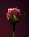 Olfactive Studio Rose Shot